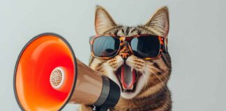 Gatto con megafono, perché questo post non funziona