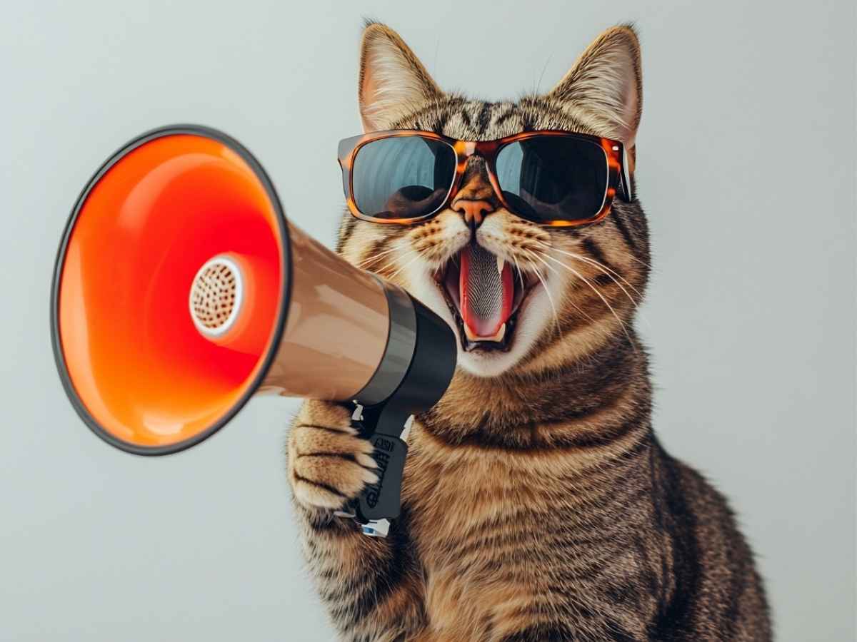Gatto con megafono, perché questo post non funziona